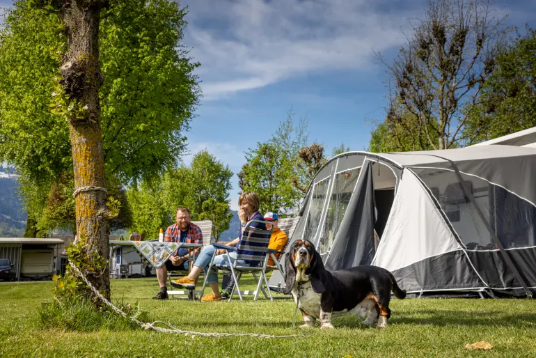 Camping con perro alrededor de Interlaken lago Brienz y lago Thun, Suiza